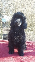 CHIOT